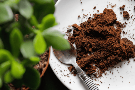 coffee grounds on a white plate beside a silver teaspoon