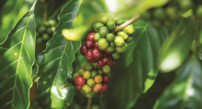 Liberica coffee beans and leaves growing on a coffee plant